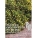 Plantas Ornamentais no Brasil